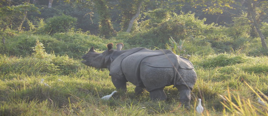 rhino.jpg